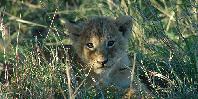 Lion cub