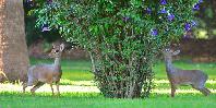 More garden visitors