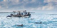 Dolphins at Fundu Lagoon