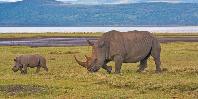 Lake Nakuru