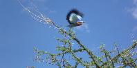Lilac breasted roller