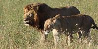 Masai Mara