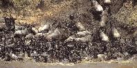 Migration