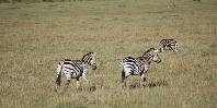 Masai Mara