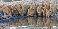 Lions Lions