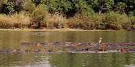 Hippos Hippos