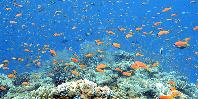 Coral reef