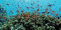 House reef