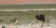 Ostrich