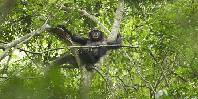 Chimp Chimp