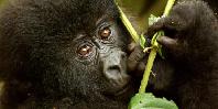 Gorilla Gorilla