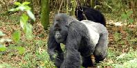 Silverback going for a stroll