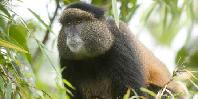 Golden monkey