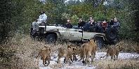 Game drive