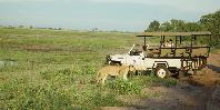 Game drive