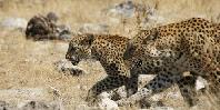 Leopards Leopards