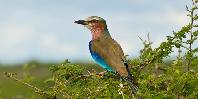 Birdlife Birdlife