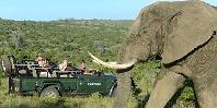 Game drive