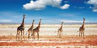 Desert giraffes