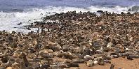 Seal Colony Seal Colony