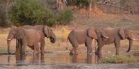 Desert elephants