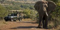 Game drive
