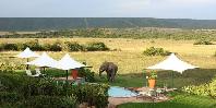 Elephant by pool