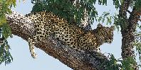 Leopard Leopard