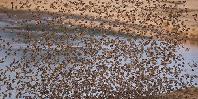 Birds Birds