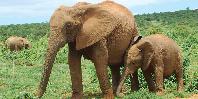 Addo Elephant Park Addo Elephant Park