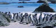 Boulders Beach Boulders Beach
