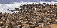 Seal Island Seal Island