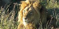Lion Lion
