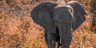 Elephant Elephant