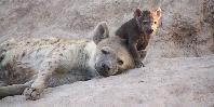 Hyenas Hyenas