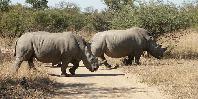 Rhinos Rhinos