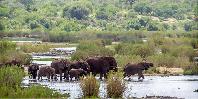 Kruger National Park Kruger National Park