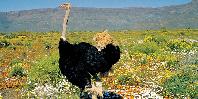 Oudtshoorn Oudtshoorn