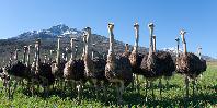 Oudtshoorn Oudtshoorn