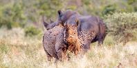 Black Rhino Kruger National Park Black Rhino Kruger National Park