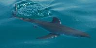 Shark at Port Elizabeth Shark at Port Elizabeth