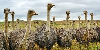 Ostrich Farm Ostrich Farm
