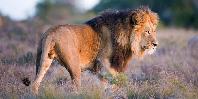 Lion at Amakhala Lion at Amakhala