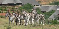 Pumba Private Game Reserve Pumba Private Game Reserve