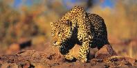 Leopard Leopard