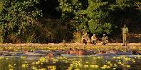 Walking safari