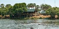 Hippos in the river