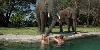 Visitors to the pool