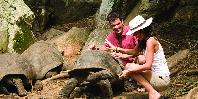 Tortoises