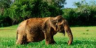 Yala National Park Yala National Park